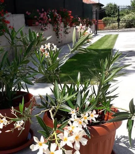 Ideal 3* Sapareva Banya